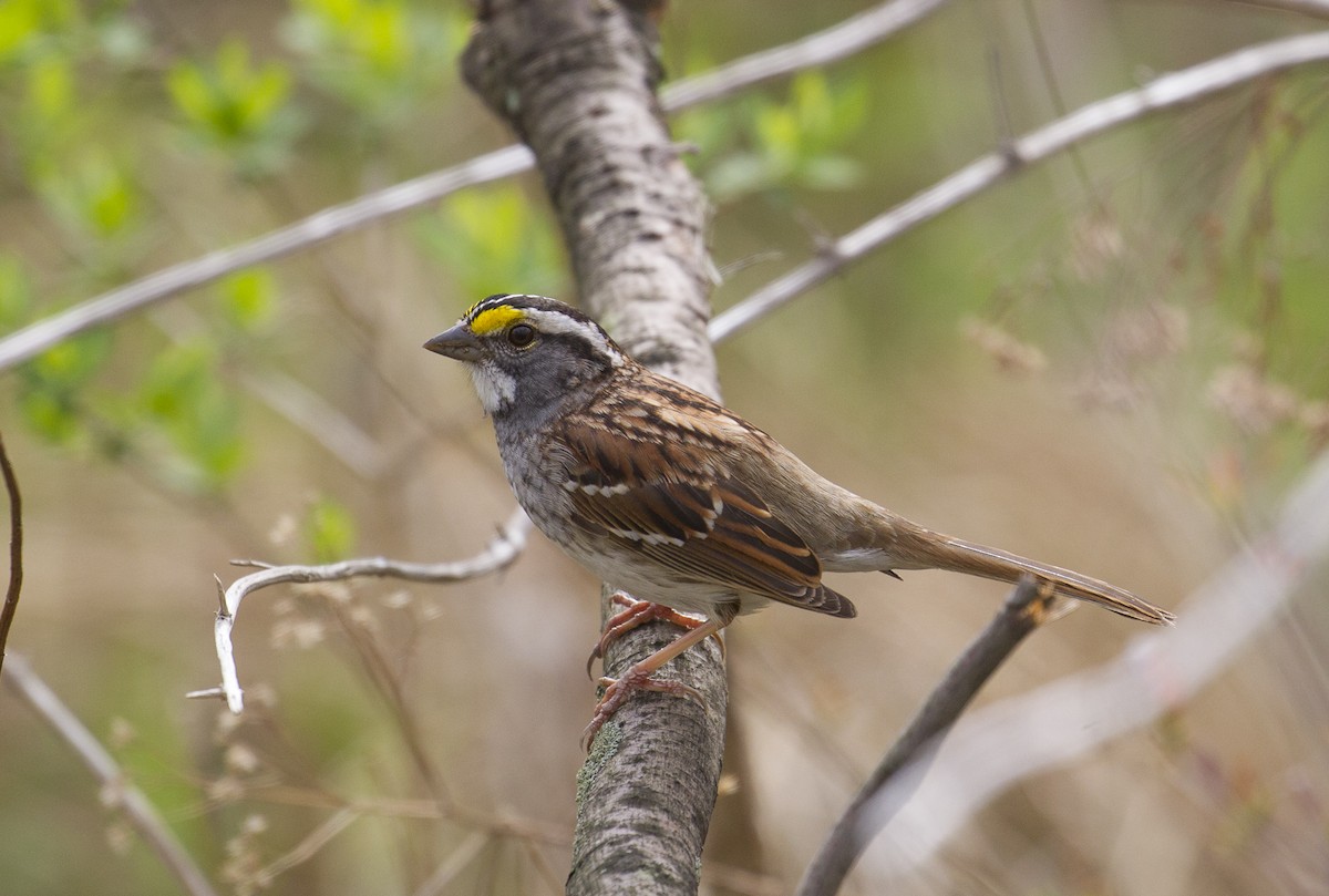 White-throated Sparrow - ML55934331