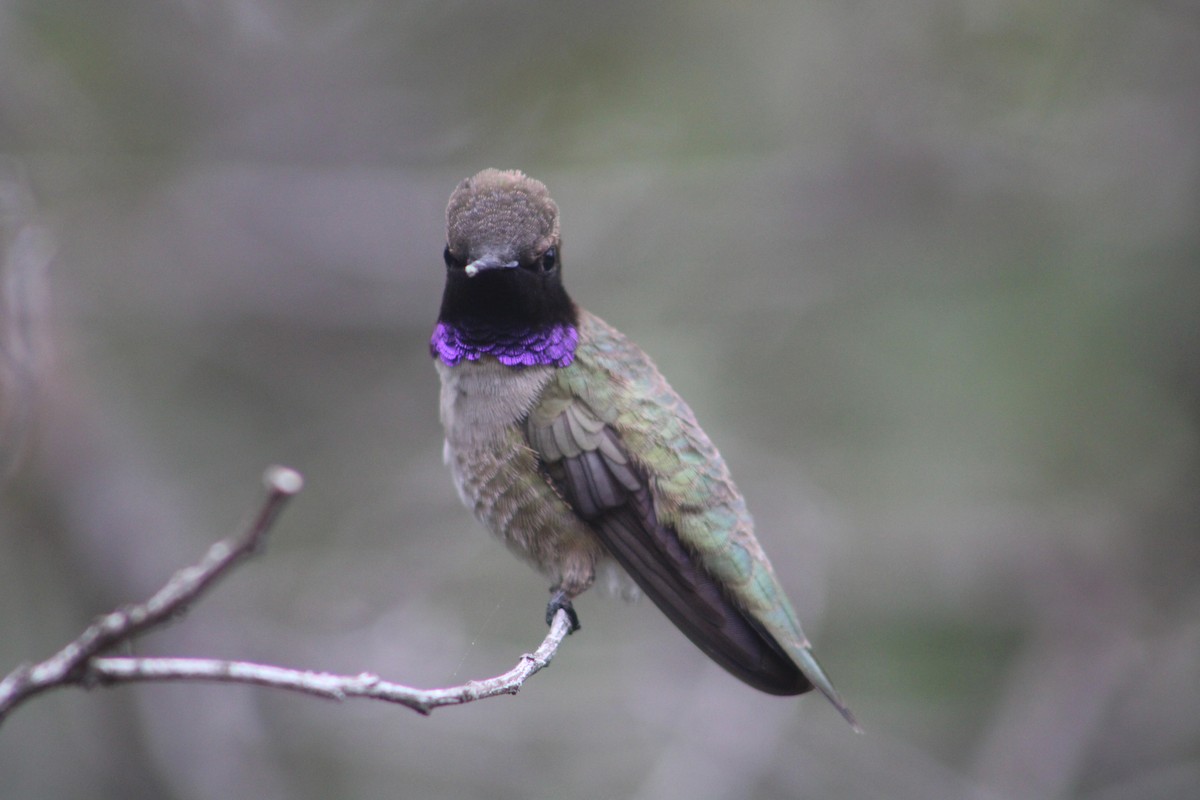 Black-chinned Hummingbird - ML559345591