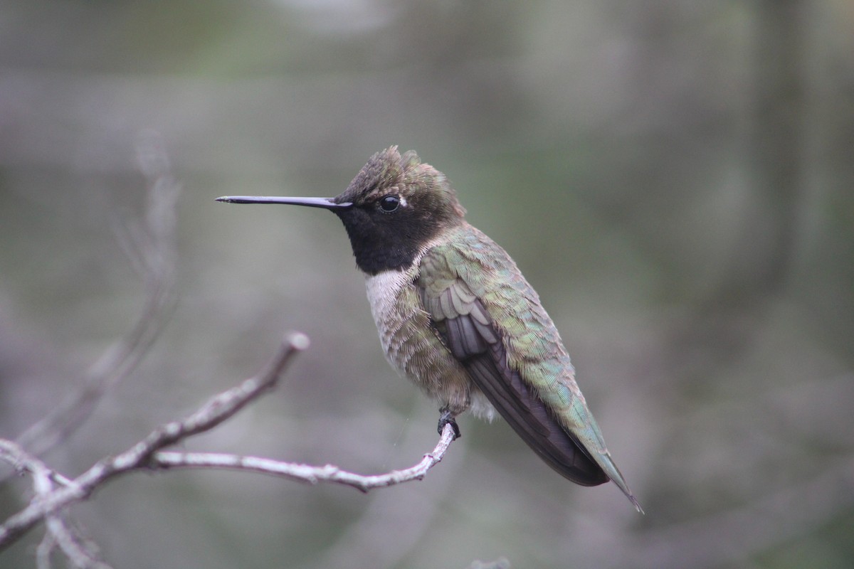 Black-chinned Hummingbird - ML559345621