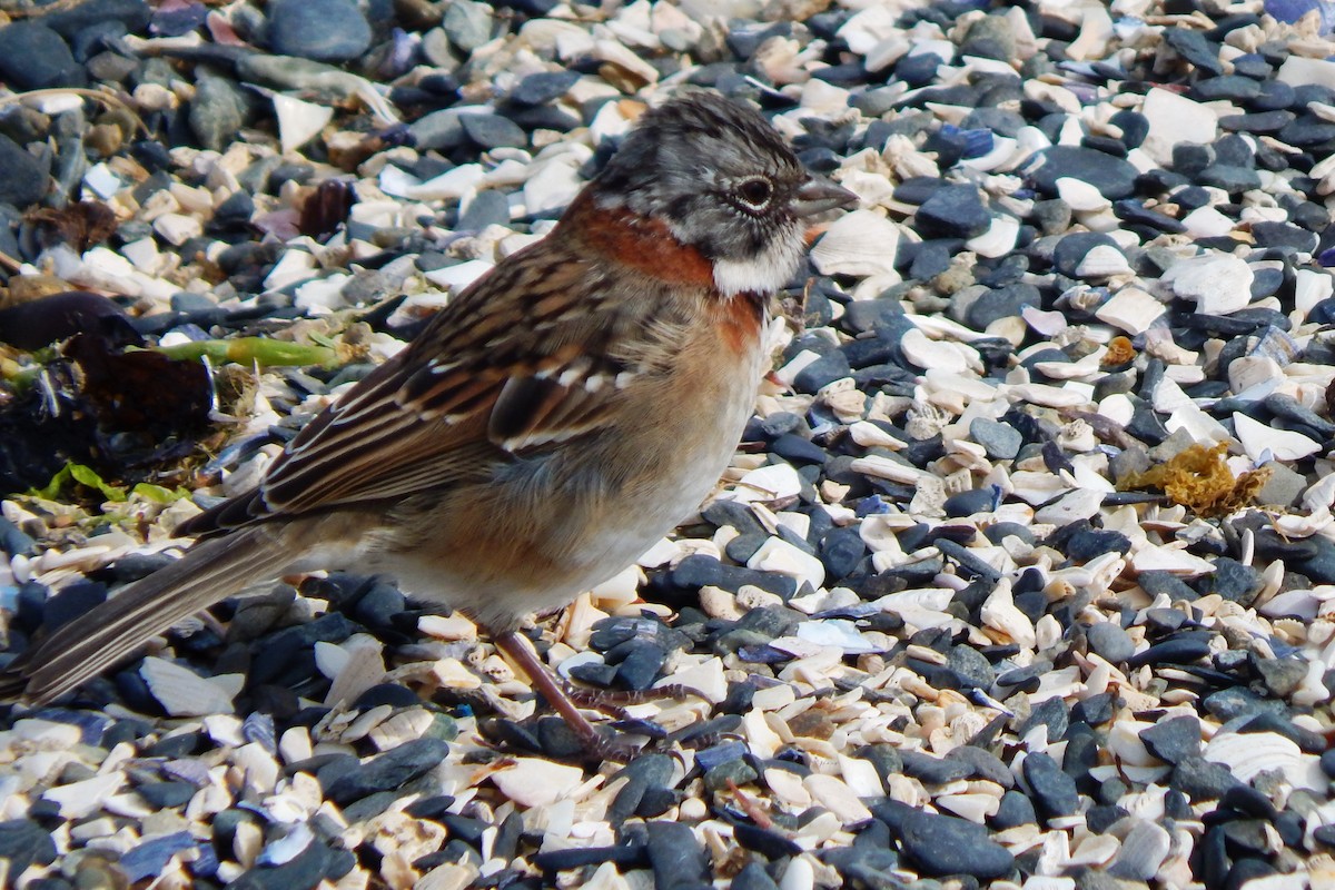 Rufous-collared Sparrow - ML559348531