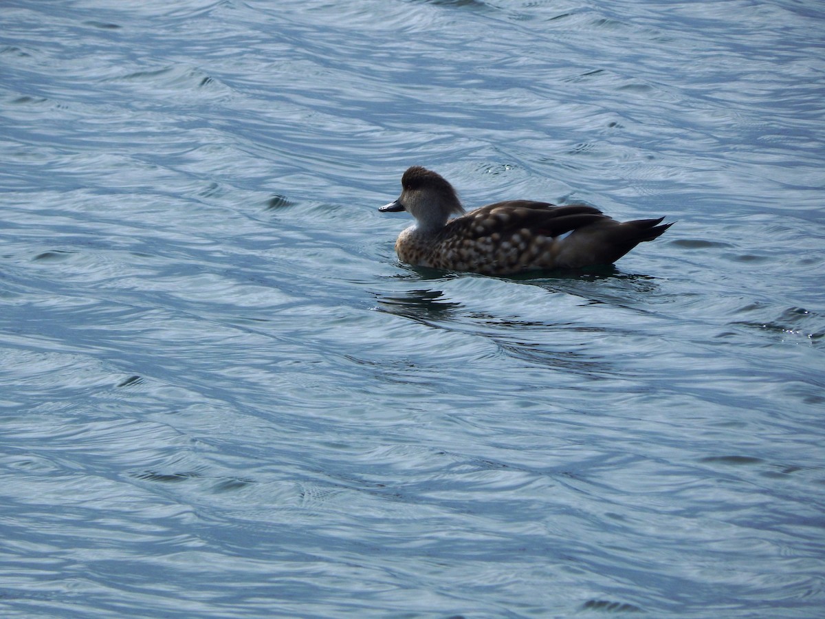 Crested Duck - ML559351661