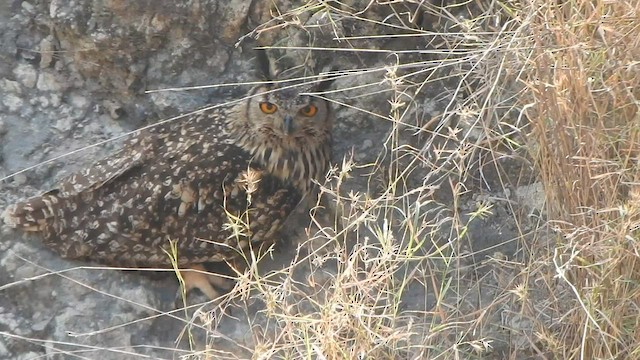 Rock Eagle-Owl - ML559352981