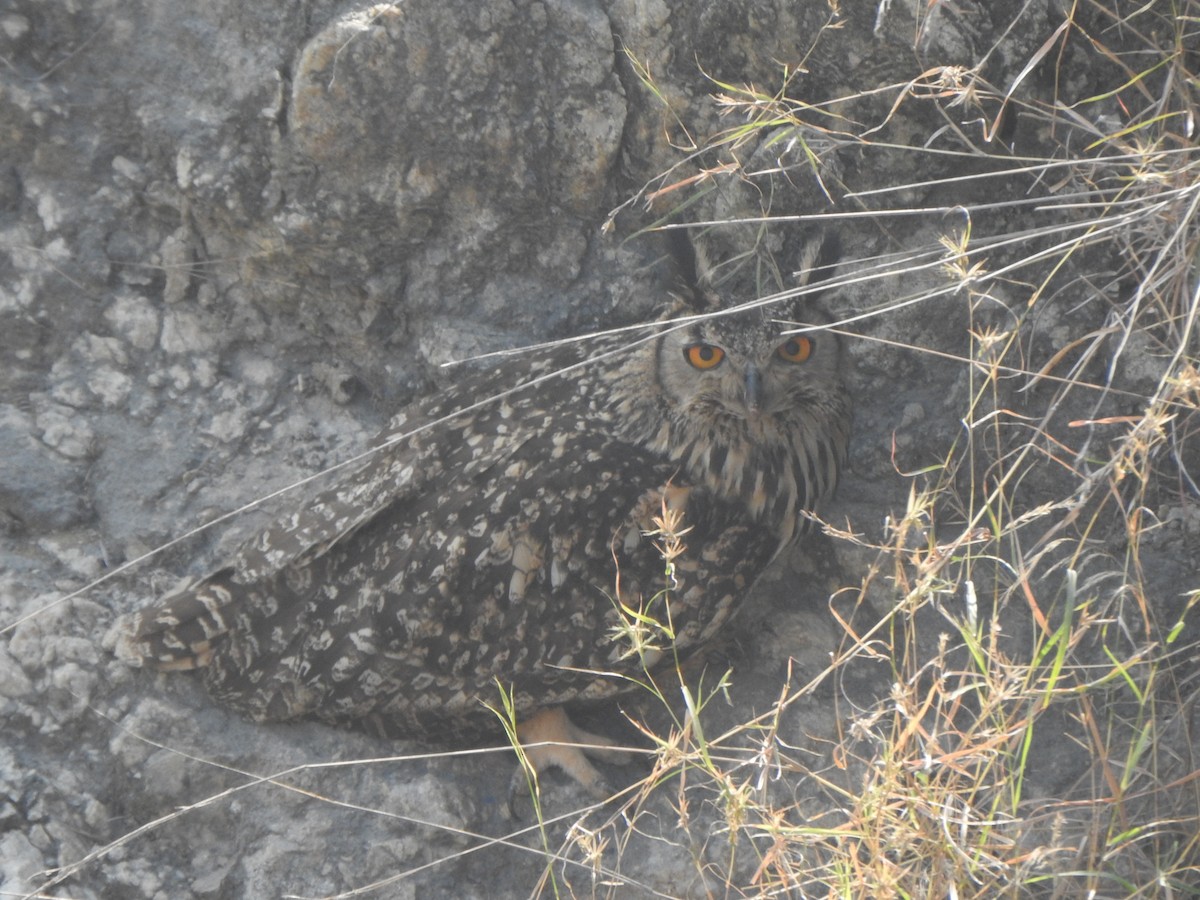 Rock Eagle-Owl - ML559353181