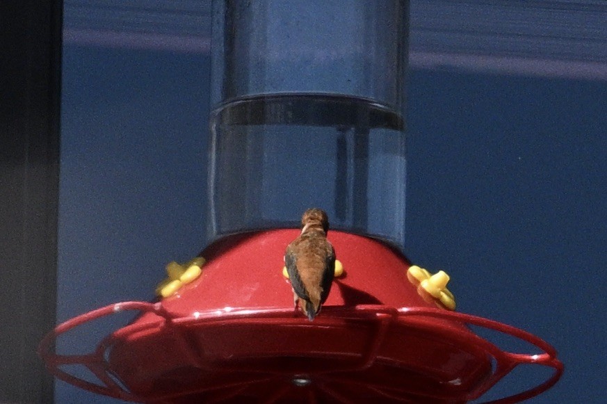 Rufous Hummingbird - ML559355691
