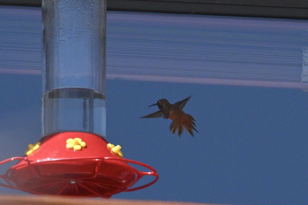 Rufous Hummingbird - ML559355711