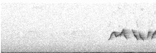 Синьохвіст білобровий - ML559360261