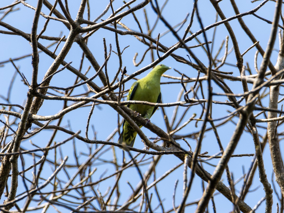 Andaman Green-Pigeon - hari s