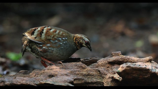Rufous-throated Partridge - ML559370241
