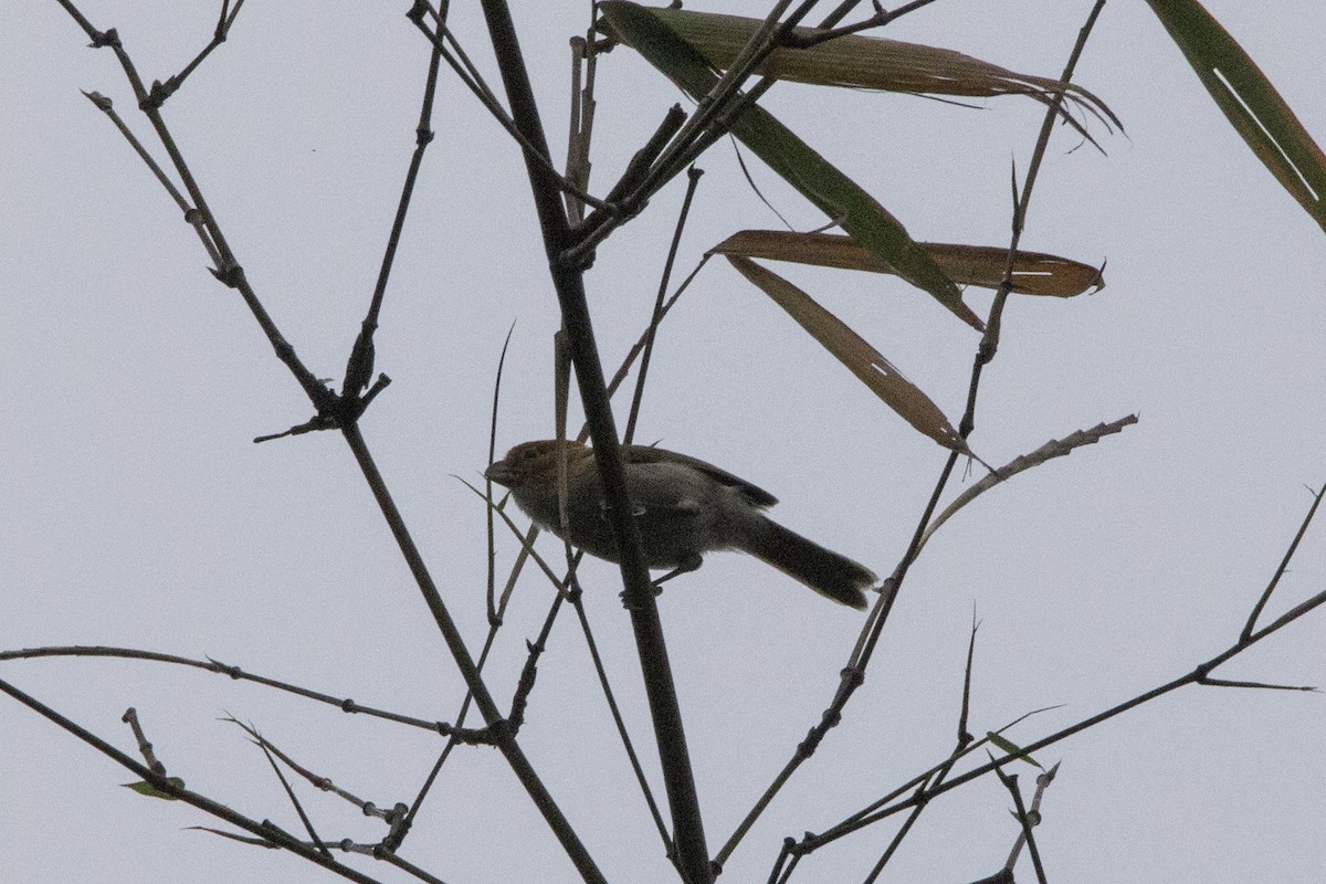 White-breasted Parrotbill - ML559370941