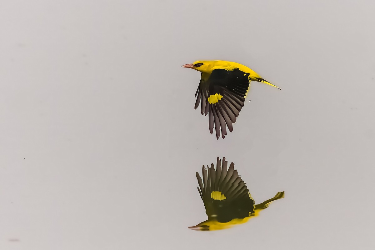 Indian Golden Oriole - ML559371981