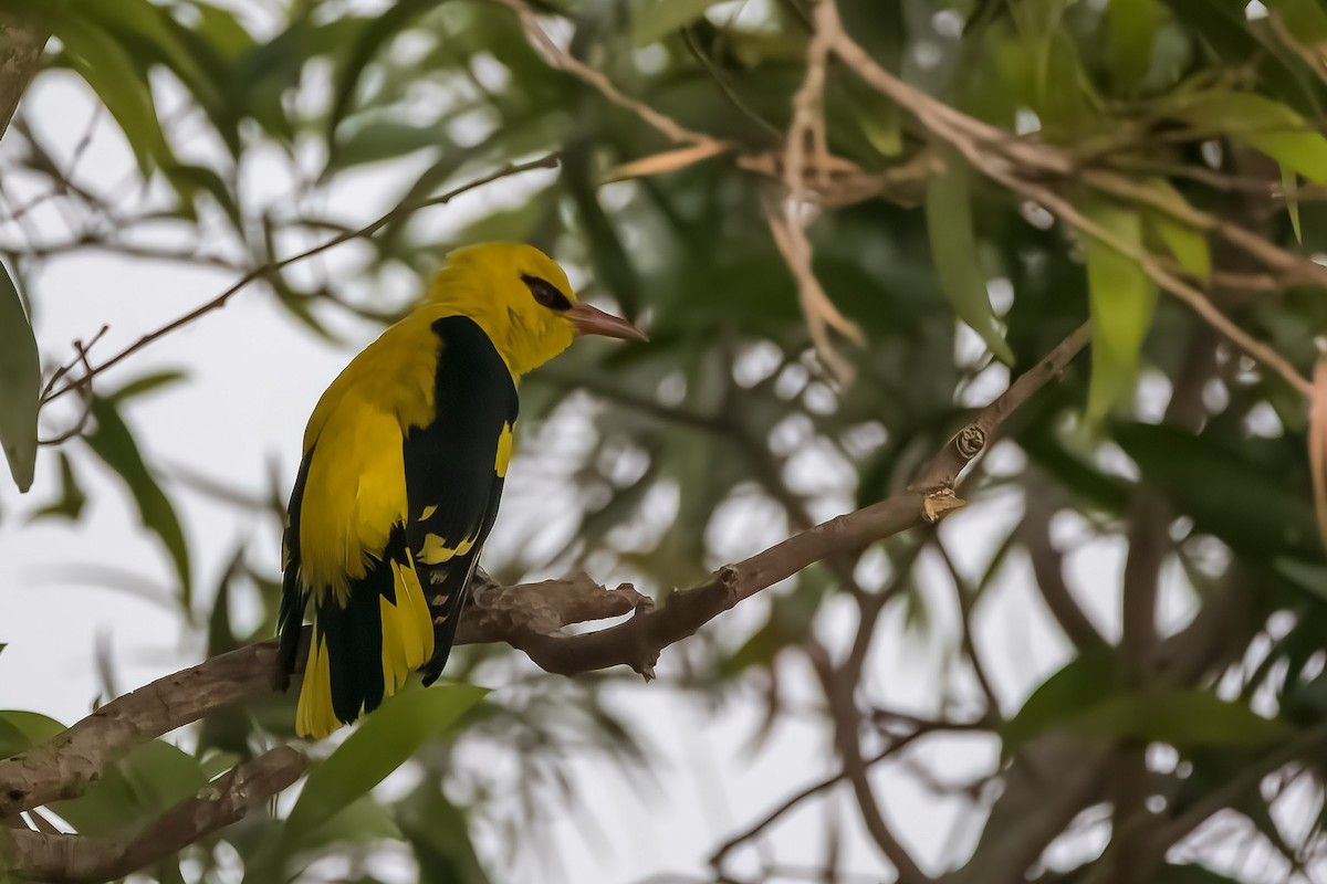 Indian Golden Oriole - ML559372021