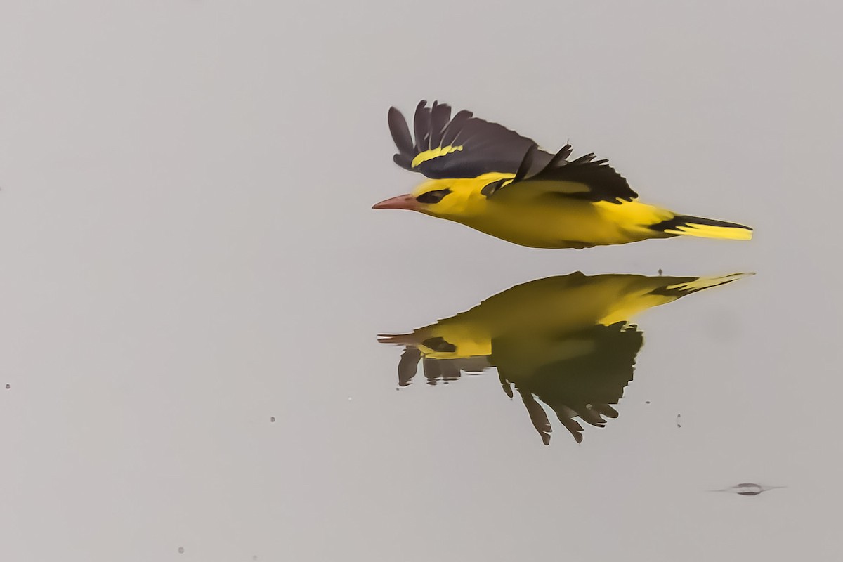 Indian Golden Oriole - ML559372151