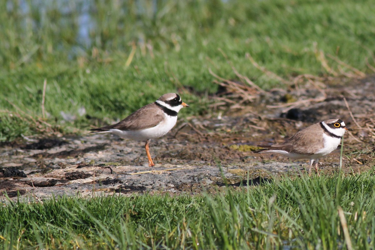 Common Ringed Plover - ML559372431