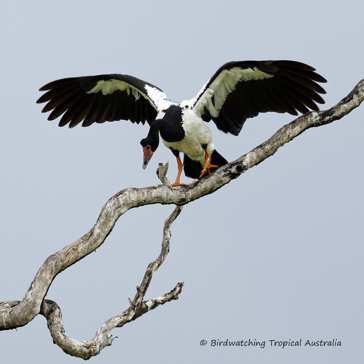 Magpie Goose - Doug Herrington || Birdwatching Tropical Australia Tours