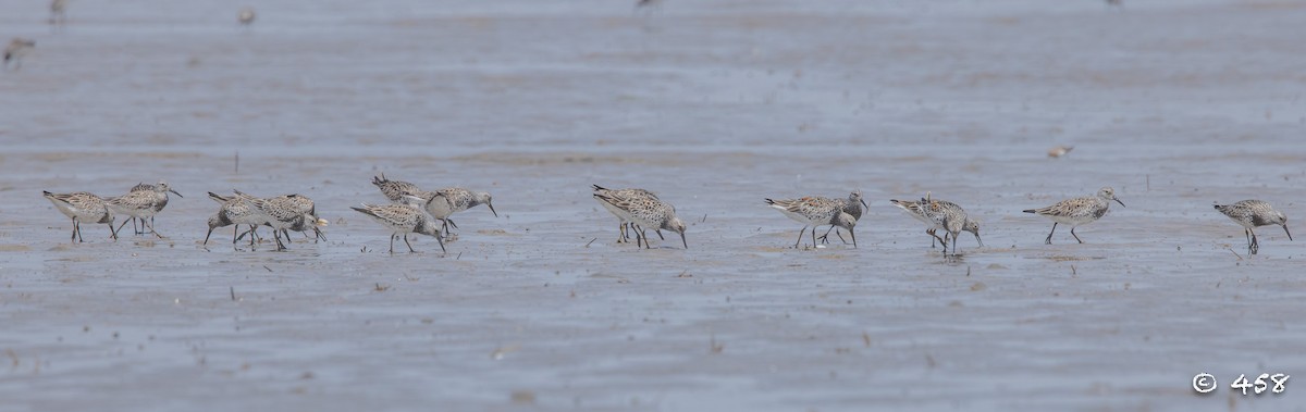 Great Knot - ML559375021