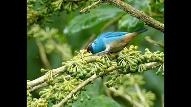Golden-naped Tanager - ML559378031