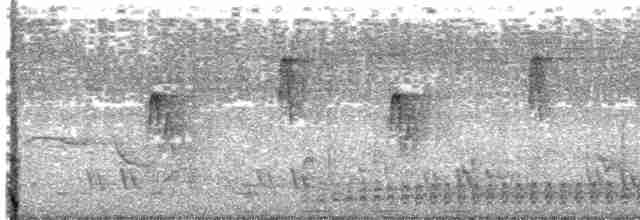 Бурый павлиний фазан - ML559378281