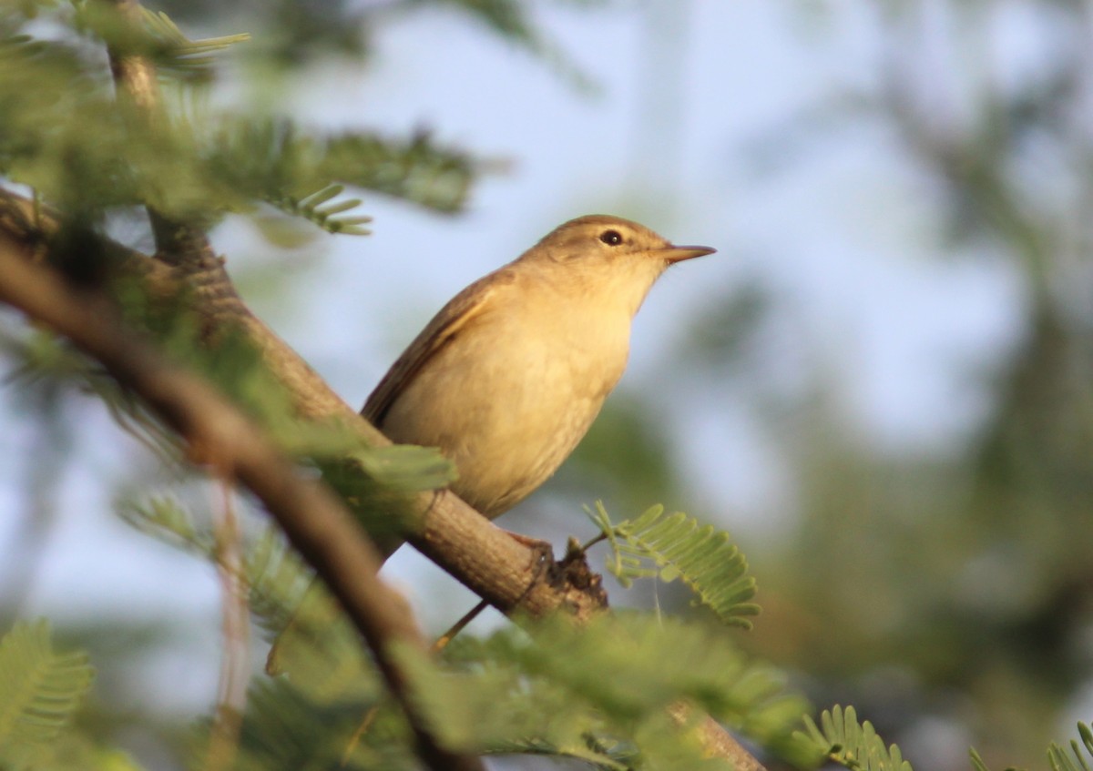 Booted Warbler - ML559378631