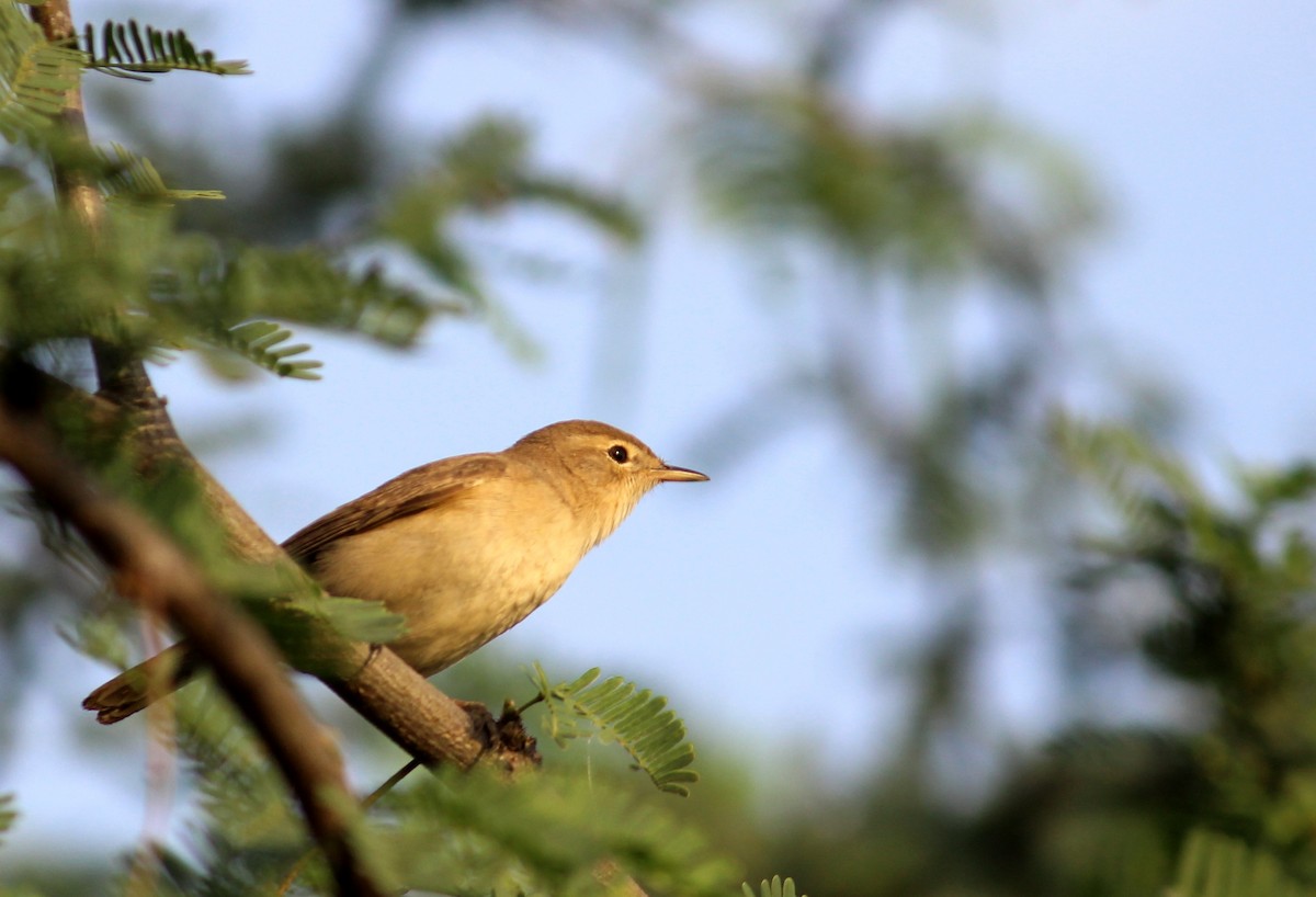 Booted Warbler - ML559378641