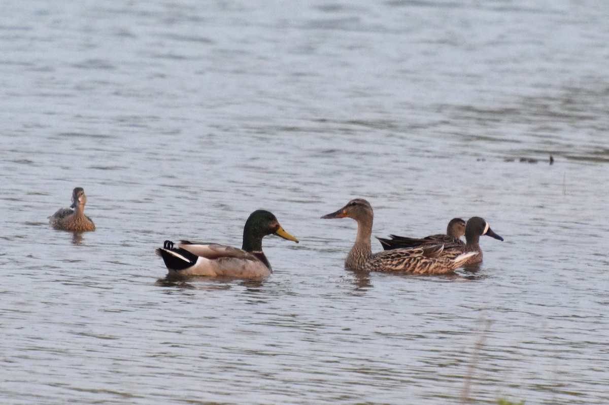 Blue-winged Teal - ML55938781
