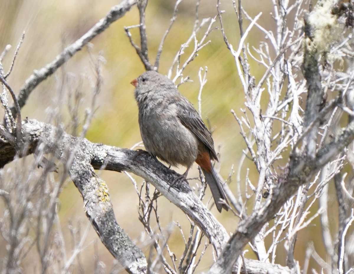 Plain-colored Seedeater - ML559389161