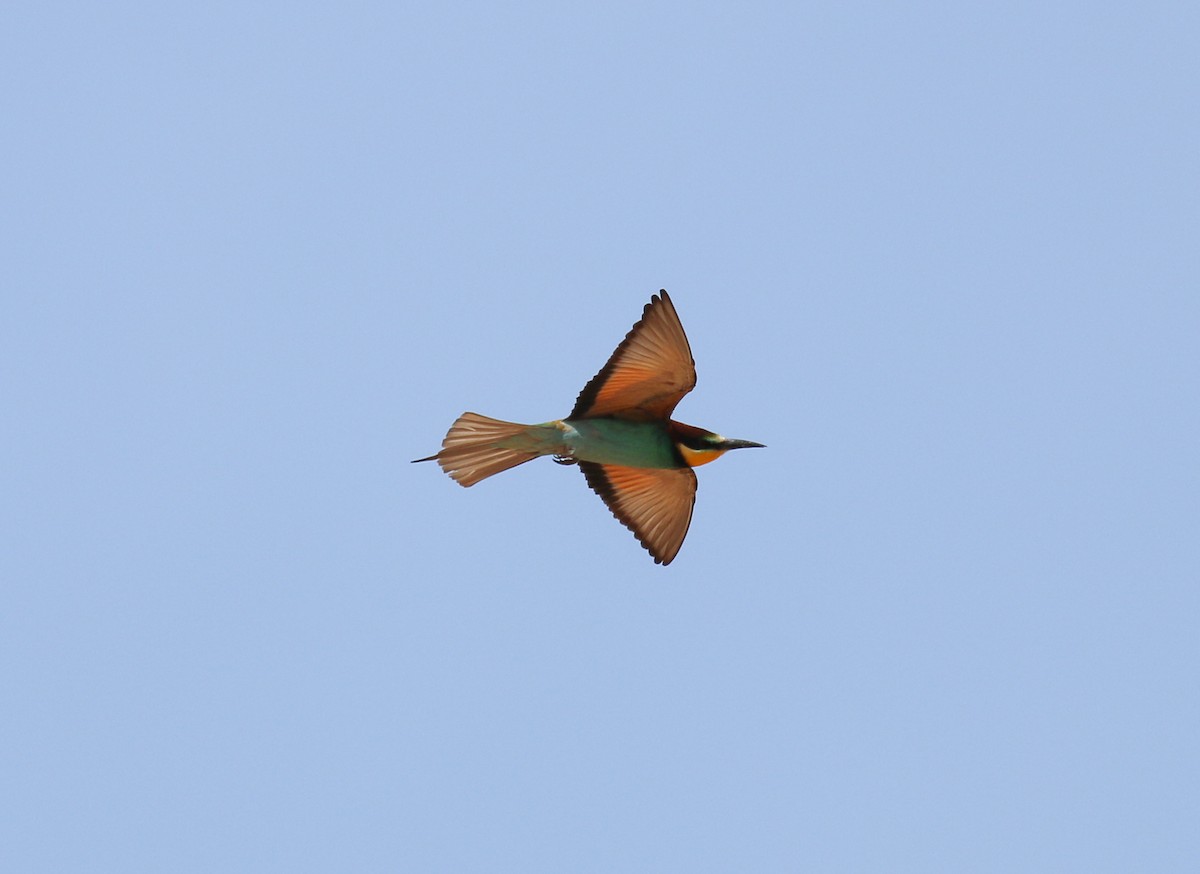 European Bee-eater - ML55939791