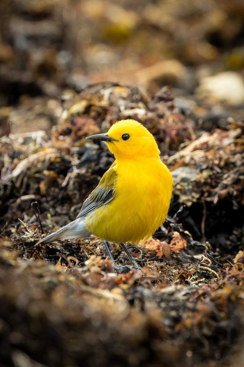 Prothonotary Warbler - ML559398331