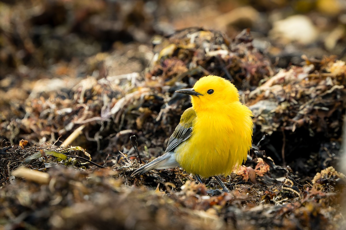 Prothonotary Warbler - ML559398341