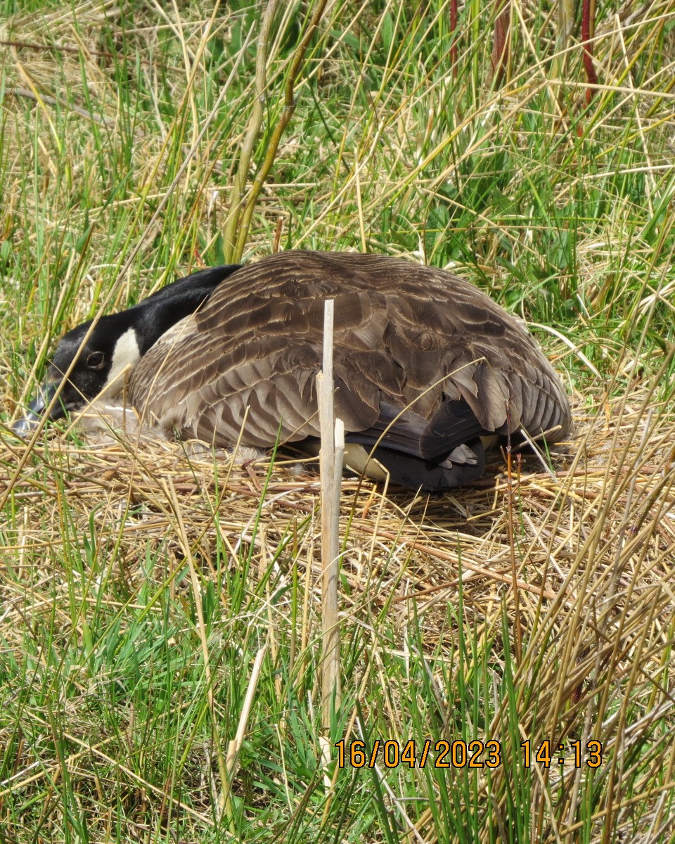 eBird Checklist 16 Apr 2023 Loomis Goose Creek Lakeshore Wetland
