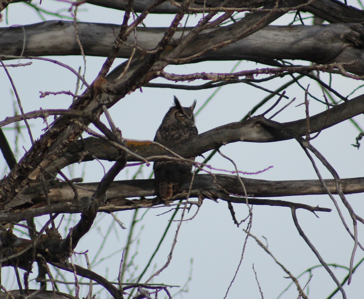 Great Horned Owl - ML559409281