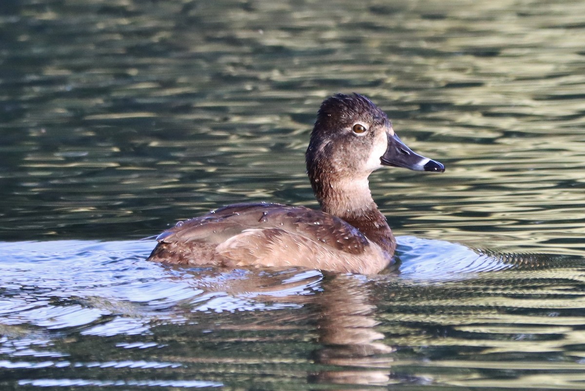 Ring-necked Duck - ML559410951