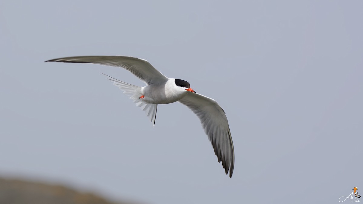 Common Tern - ML55941671