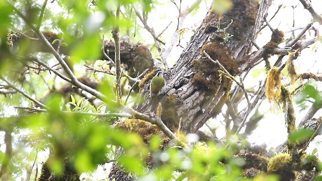Gray-headed Woodpecker - ML559417111