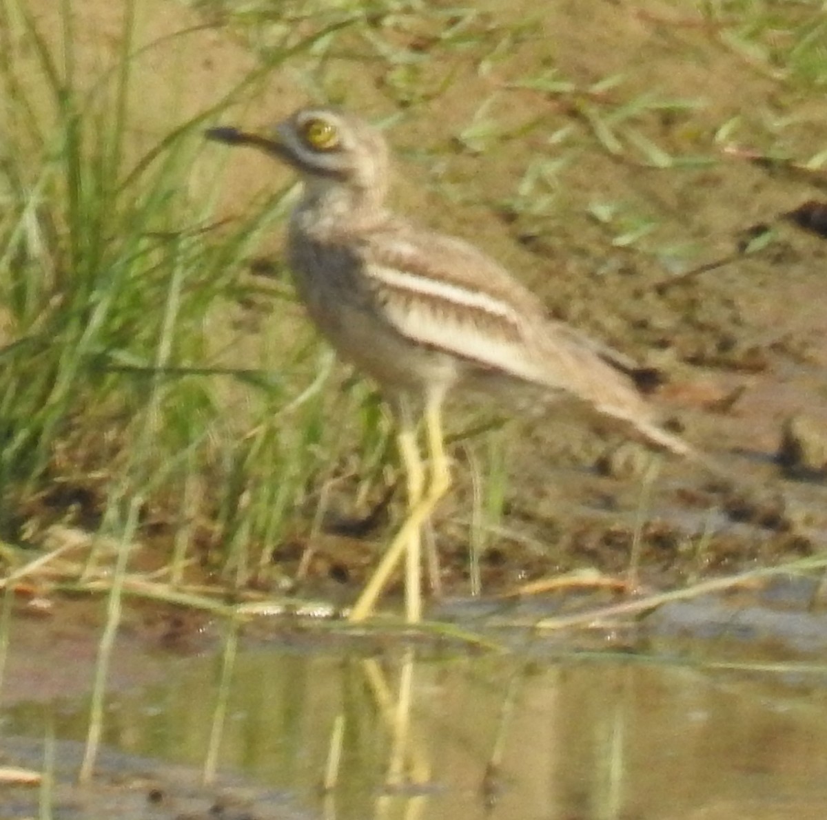 Indian Thick-knee - ML559423181