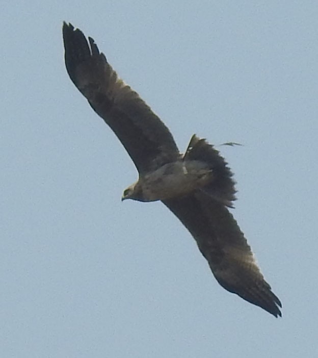 Indian Spotted Eagle - ML559423261