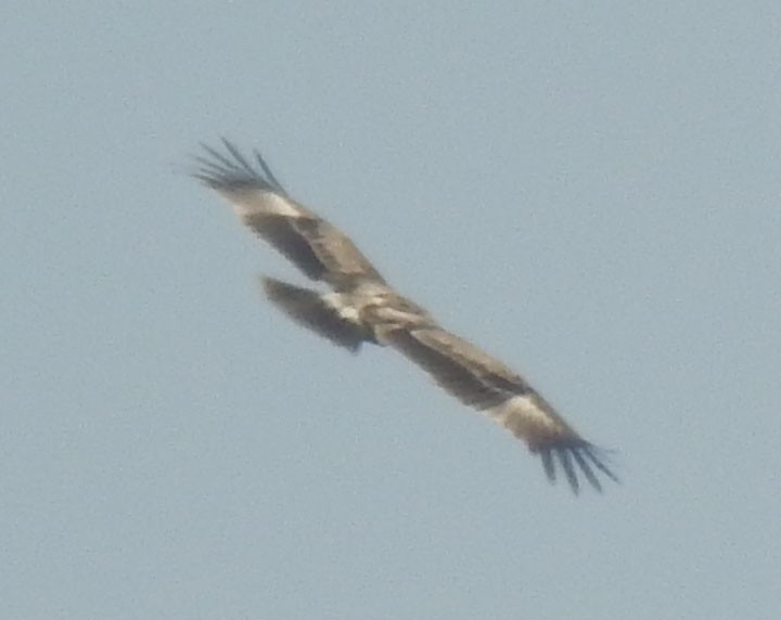 Indian Spotted Eagle - ML559423271