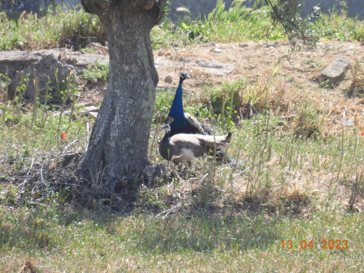 Indian Peafowl (Domestic type) - ML559427541