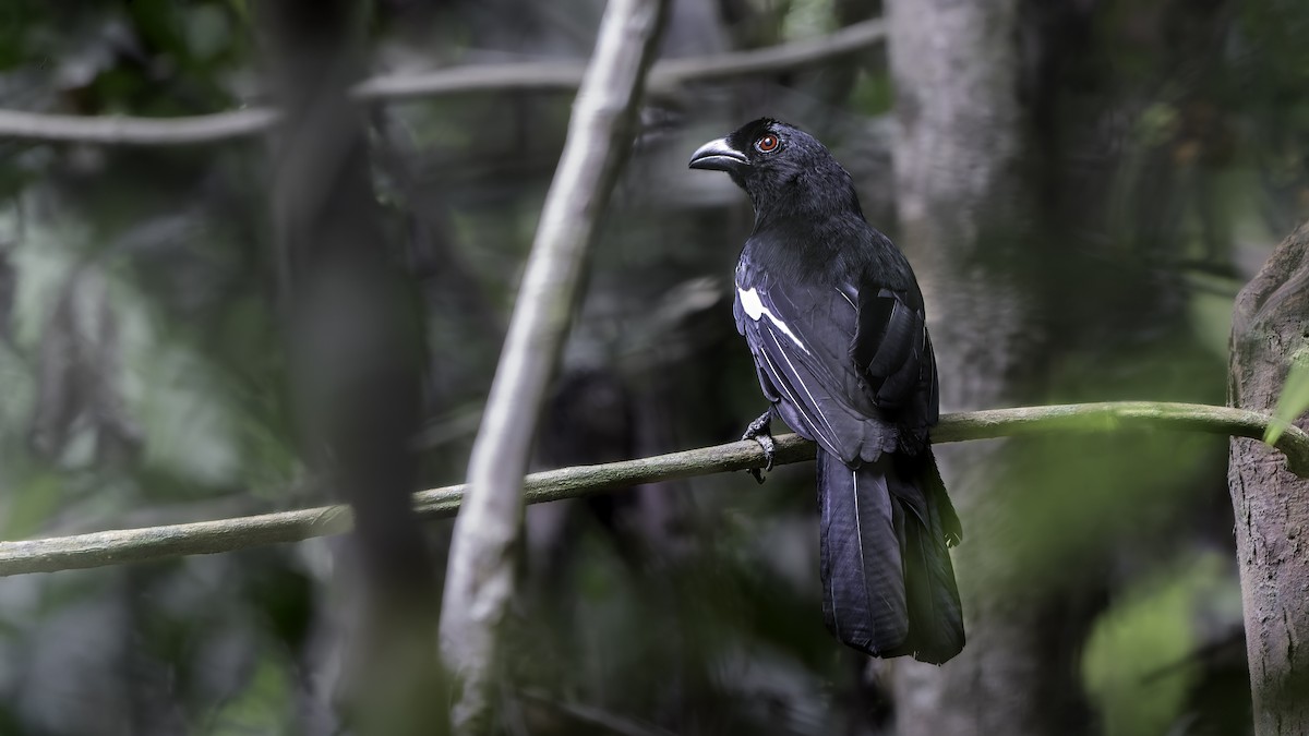 Black Magpie (Malayan) - John Clough