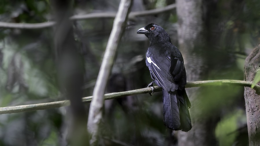 Black magpie (Malayan) - eBird