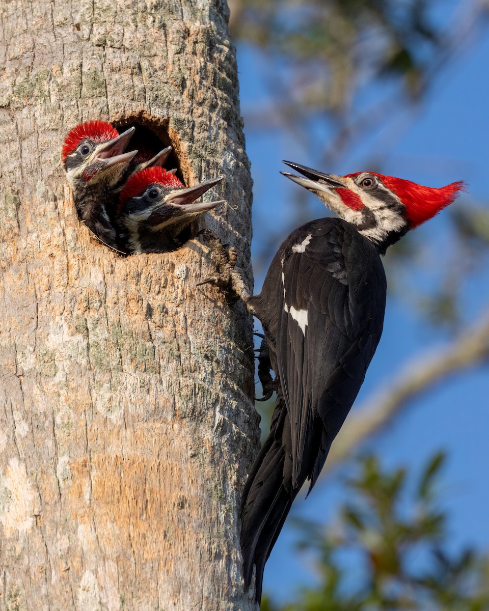 Pileated Woodpecker - ML559427861