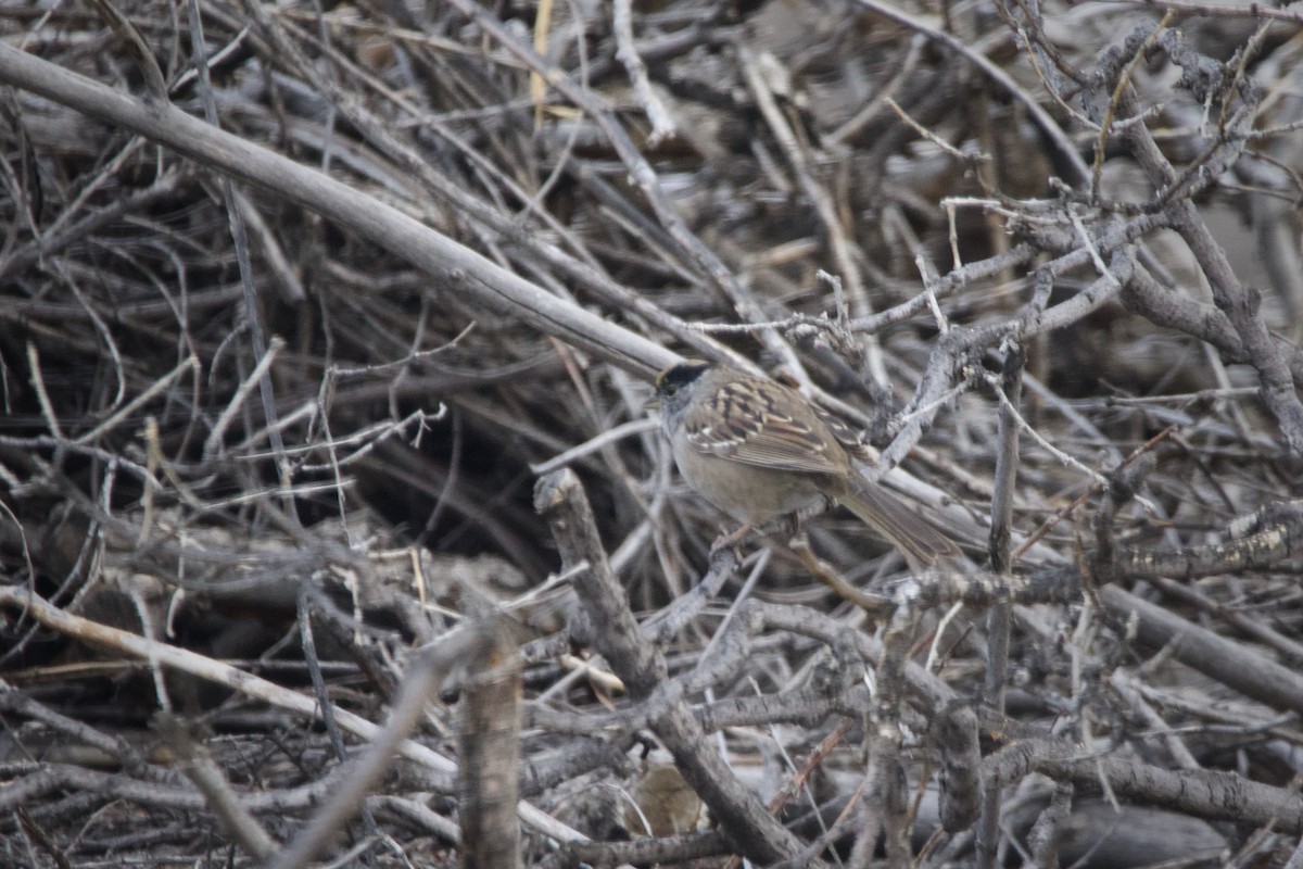 Golden-crowned Sparrow - ML559430611
