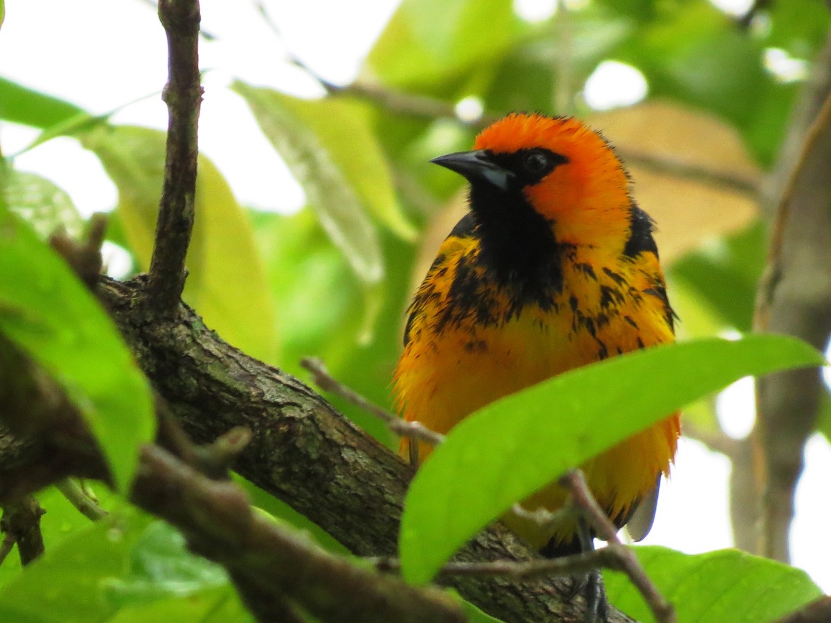 Spot-breasted Oriole - Steve Butterworth