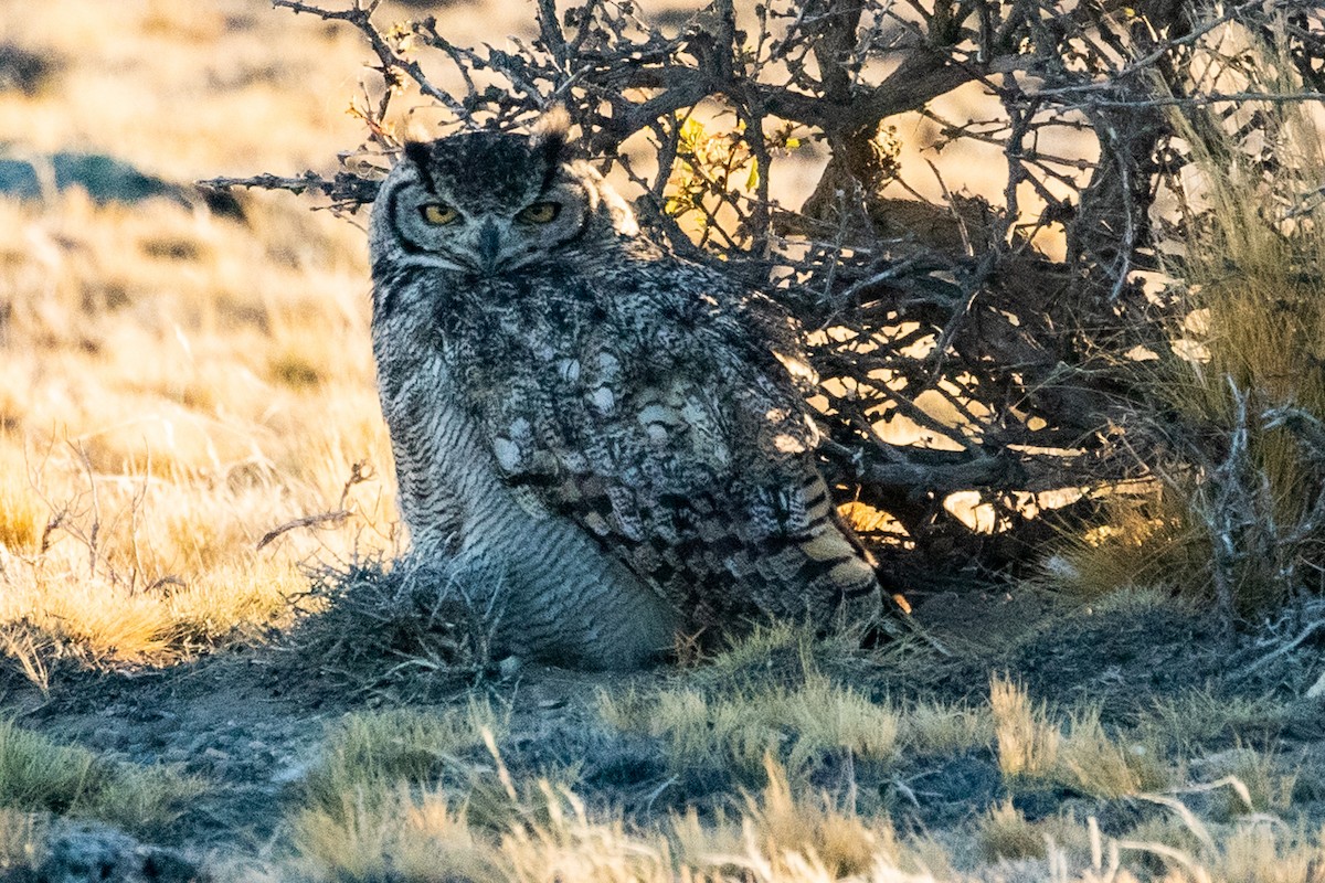 Lesser Horned Owl - ML559443321
