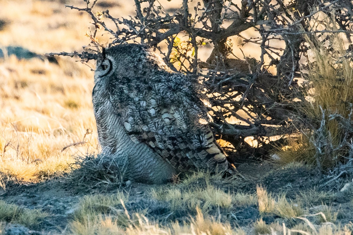 Lesser Horned Owl - ML559443401