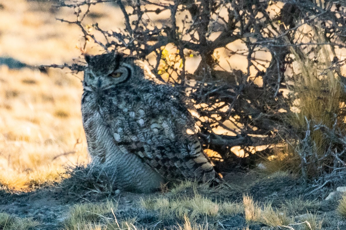 Lesser Horned Owl - ML559444141