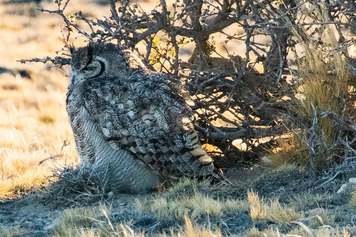 Lesser Horned Owl - Sue Wright