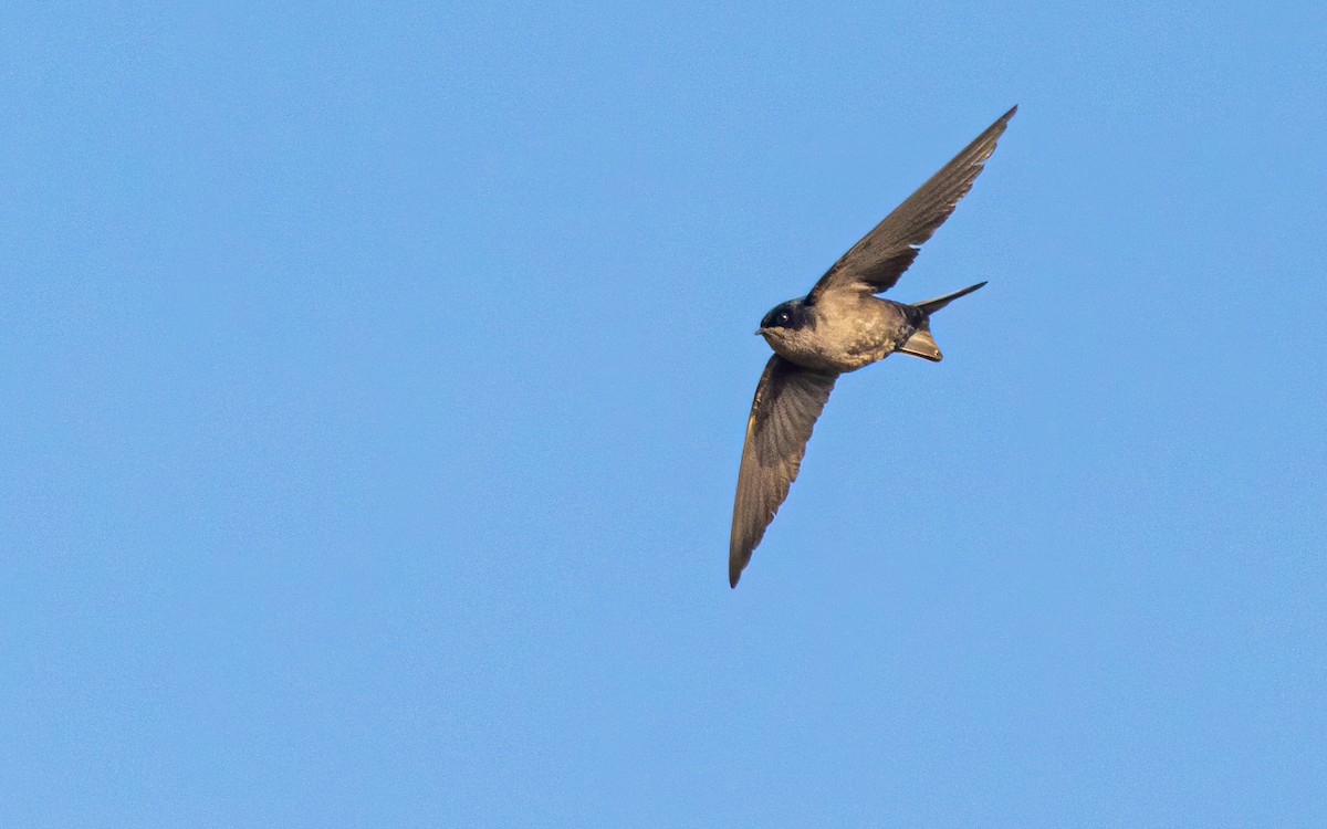 Brown-bellied Swallow - David Monroy Rengifo