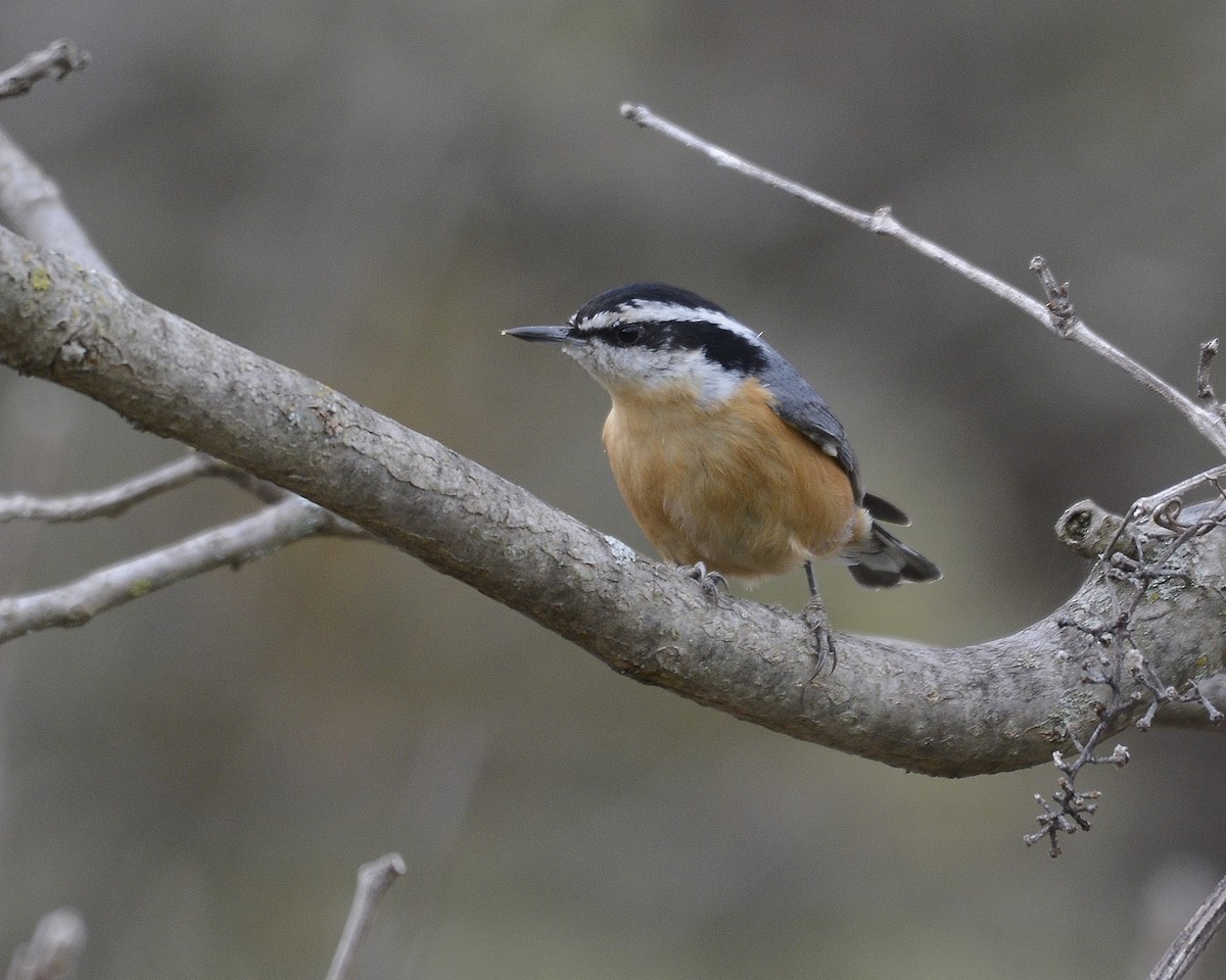 Red-breasted Nuthatch - ML559454971
