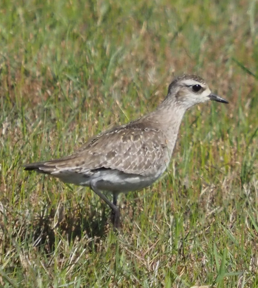 Ebird Checklist Apr Sea Rim Sp Utc Species