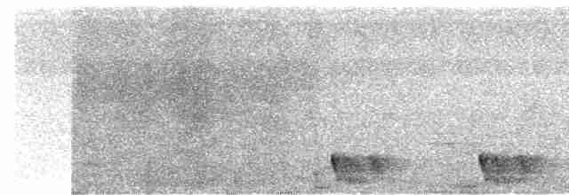 Large-tailed Nightjar - ML559458261